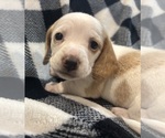 Puppy Puppy 4 Dachshund