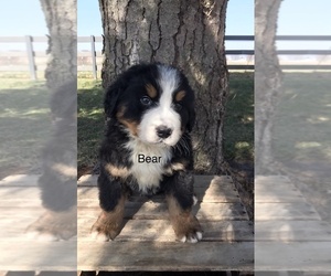 Bernese Mountain Dog Puppy for sale in GOSHEN, IN, USA