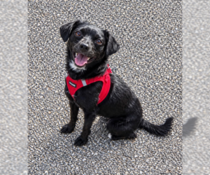 Chihuahua-Colonial Cocker Spaniel Mix Dogs for adoption in Cranston, RI, USA