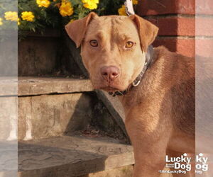 Mutt Dogs for adoption in Washington, DC, USA