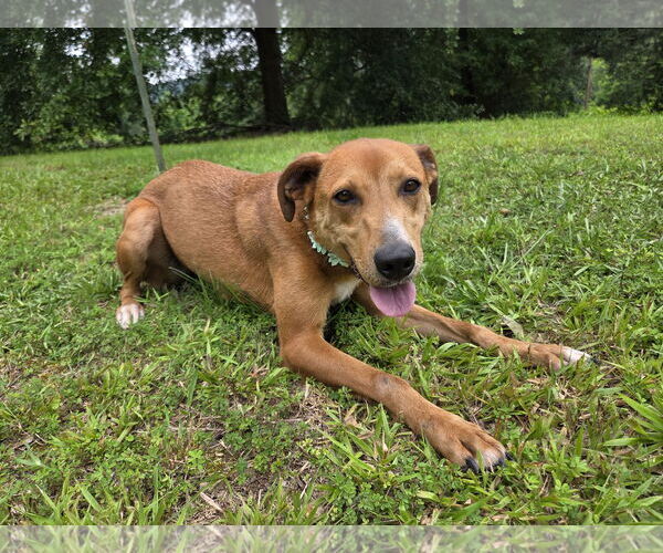 Medium Photo #4 Labrador Retriever-Unknown Mix Puppy For Sale in Attalka, AL, USA