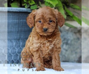 Cavapoo Puppy for sale in EAST EARL, PA, USA