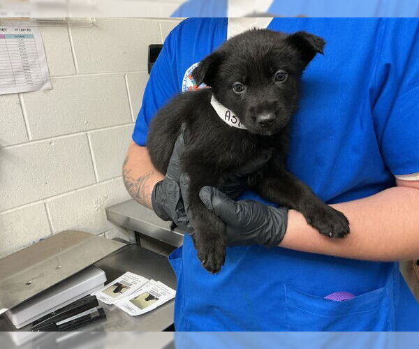 Medium Photo #2 Mutt Puppy For Sale in San Bernardino, CA, USA