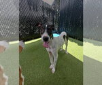 Small Pointer Mix
