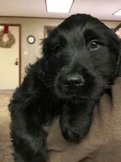 Golden Retriever-Goldendoodle Mix Puppy for sale in FLORA, IN, USA