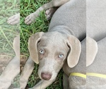 Small Photo #1 Weimaraner Puppy For Sale in WHITE HALL, AR, USA