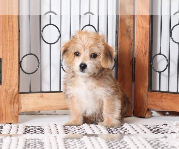 Medium Photo #3 Morkie Puppy For Sale in NAPLES, FL, USA