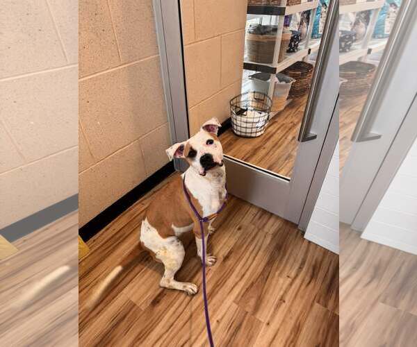 Medium Photo #3 Mutt Puppy For Sale in Rowlett, TX, USA