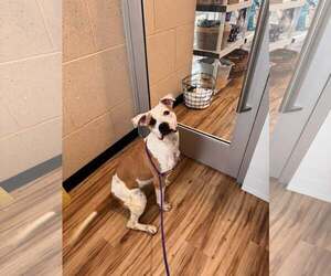 Mabel - Female Mutt Dog for Adoption - Photo #3