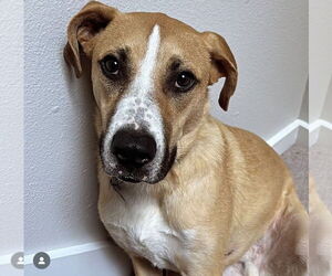 Labrador Retriever-Unknown Mix Dogs for adoption in Bellevue, WA, USA