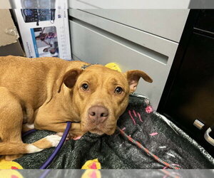 Mutt Dogs for adoption in Santa Maria, CA, USA