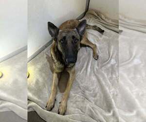 Mutt Dogs for adoption in Imlay City, MI, USA