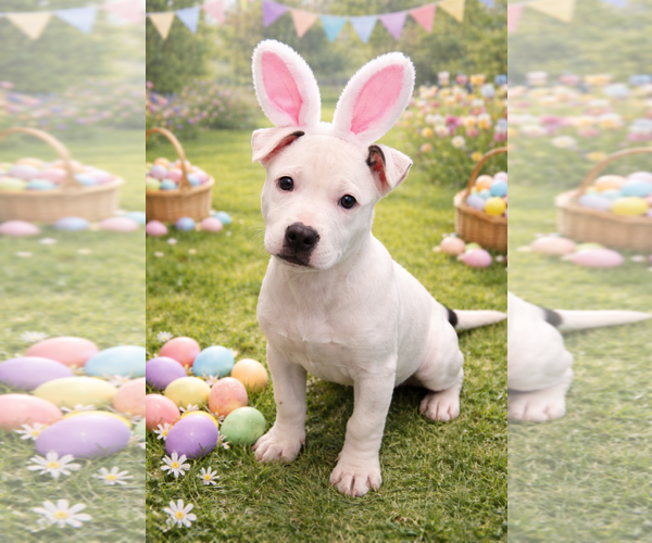 Medium Photo #1 Mutt Puppy For Sale in Sistersville, WV, USA