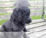 Small Photo #3 Goldendoodle Puppy For Sale in LEON, KS, USA