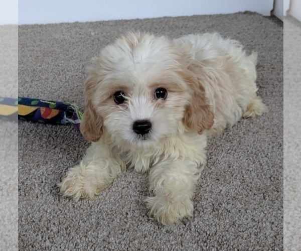 Medium Photo #5 Cavachon Puppy For Sale in FREDERICKSBURG, OH, USA