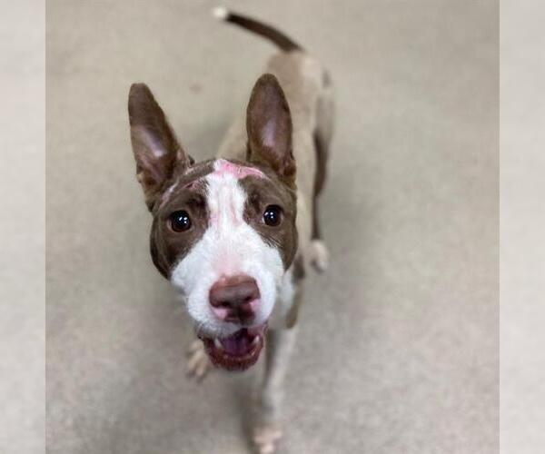 Medium Photo #1 Basenji-Unknown Mix Puppy For Sale in Aurora, CO, USA