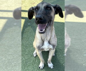 Labrador Retriever-Unknown Mix Dogs for adoption in Pasadena, TX, USA