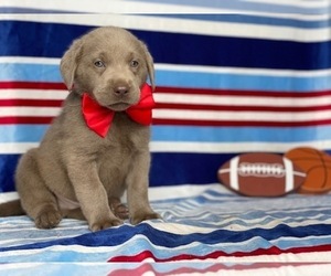 Labrador Retriever Puppy for sale in LANCASTER, PA, USA