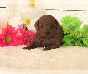 Poodle (Toy) Puppy for sale in HANCOCK, MN, USA