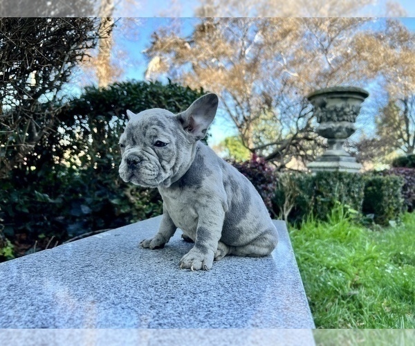 Medium Photo #210 French Bulldog Puppy For Sale in HAYWARD, CA, USA