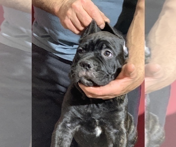 Medium Photo #203 Cane Corso Puppy For Sale in COTTAGE GROVE, OR, USA