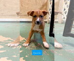 Small American Staffordshire Terrier Mix