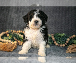 Puppy Daya Bernedoodle (Miniature)