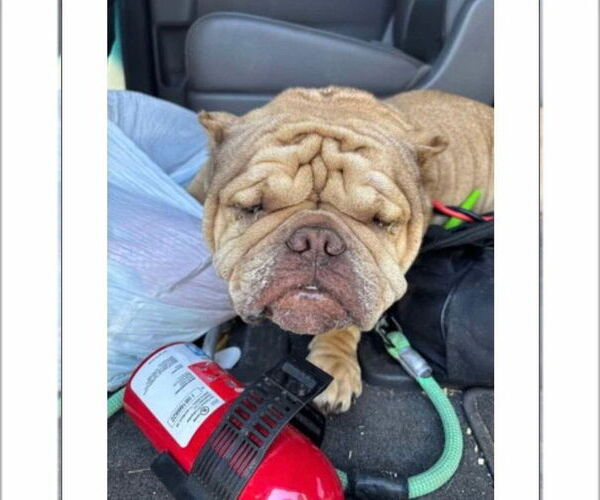 Medium Photo #2 Frenchie-Pei Puppy For Sale in New York, NY, USA