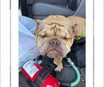 Small #1 Frenchie-Pei