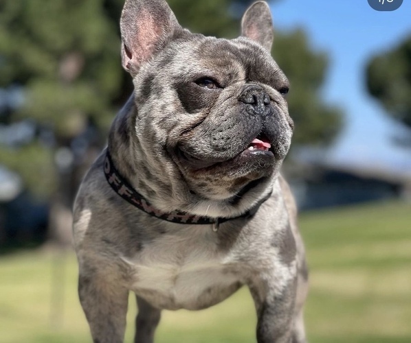 Medium Photo #1 French Bulldog Puppy For Sale in FONTANA, CA, USA