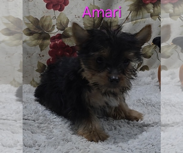 Medium Photo #1 Yorkshire Terrier Puppy For Sale in AZLE, TX, USA