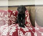 Small Photo #7 Labrador Retriever Puppy For Sale in THORNTON, CO, USA