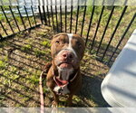 Small #1 American Pit Bull Terrier