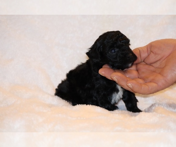 Medium Photo #3 Poodle (Toy) Puppy For Sale in DYERSBURG, TN, USA