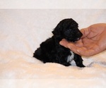 Small #2 Poodle (Toy)