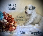 Small Photo #8 Australian Shepherd Puppy For Sale in BLACKSBURG, VA, USA