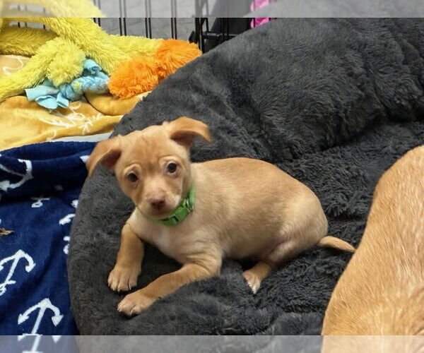 Medium Photo #4 Chihuahua-Unknown Mix Puppy For Sale in Plymouth, MN, USA