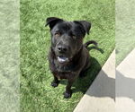 Small #9 Chow Chow-Labrador Retriever Mix