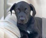 Small #7 Mutt