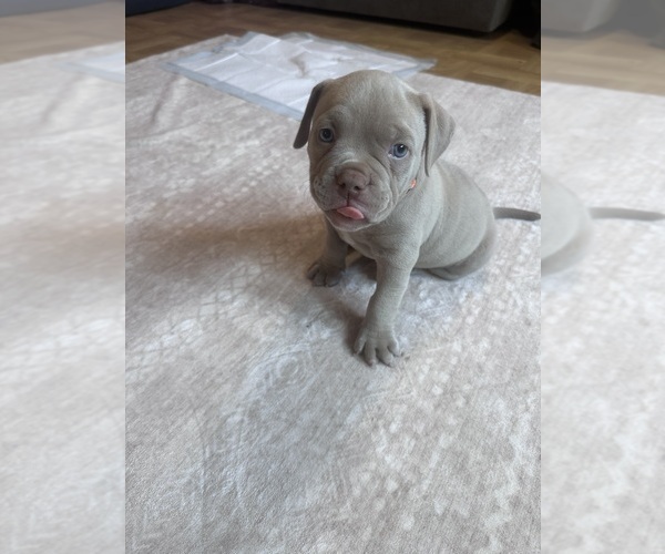 Medium Photo #4 American Bully Puppy For Sale in BOLINGBROOK, IL, USA