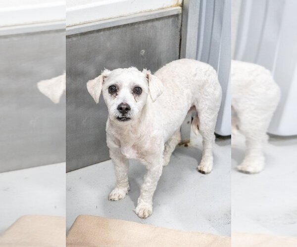 Medium Photo #4  Puppy For Sale in , 