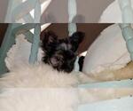 Small Photo #3 Yorkshire Terrier Puppy For Sale in AUBURN, AL, USA