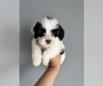 Small Photo #15 Maltipoo Puppy For Sale in ALBUQUERQUE, NM, USA