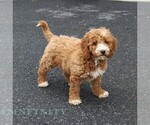 Small #2 Goldendoodle