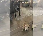 Small #7 American Pit Bull Terrier Mix