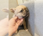 Small #17 French Bulldog