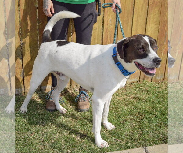 Medium Photo #4 Labrenees Puppy For Sale in Huntley, IL, USA