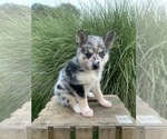 Puppy 1 Huskimo-Pomeranian Mix