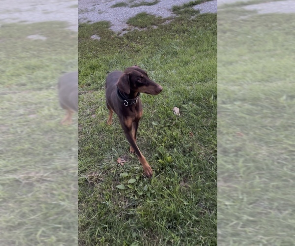 Medium Photo #1 Doberman Pinscher Puppy For Sale in LANCASTER, MO, USA
