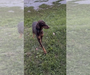 Doberman Pinscher Puppy for sale in LANCASTER, MO, USA